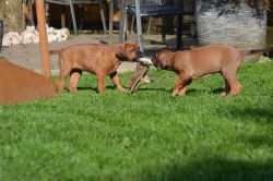 Rhodéský ridgeback na prodej s PP