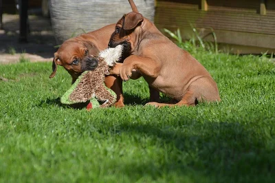 Rhodéský ridgeback na prodej s PP