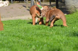 Rhodéský ridgeback na prodej s PP