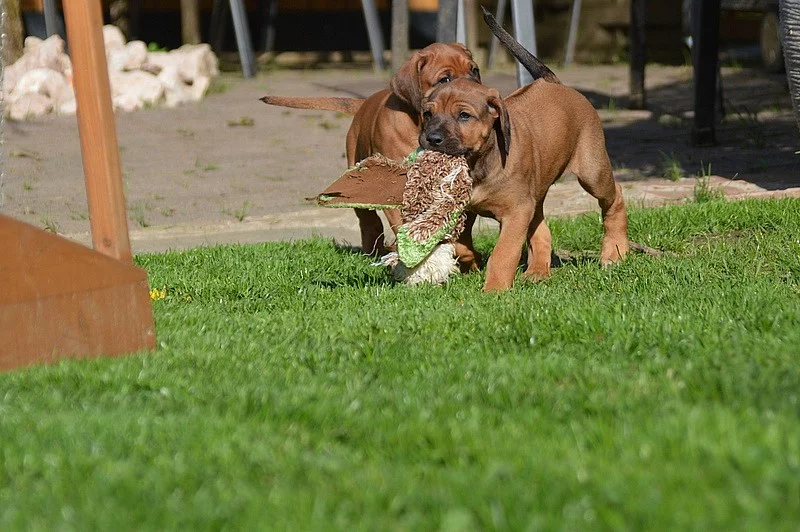 Rhodéský ridgeback na prodej s PP