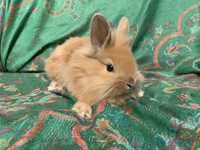 Zakrslý králíčci k odběru ❤️ klucí