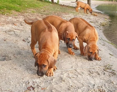 Rhodéský ridgeback štěňata s doklady