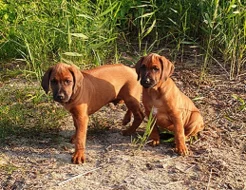 Rhodéský ridgeback štěňata s doklady