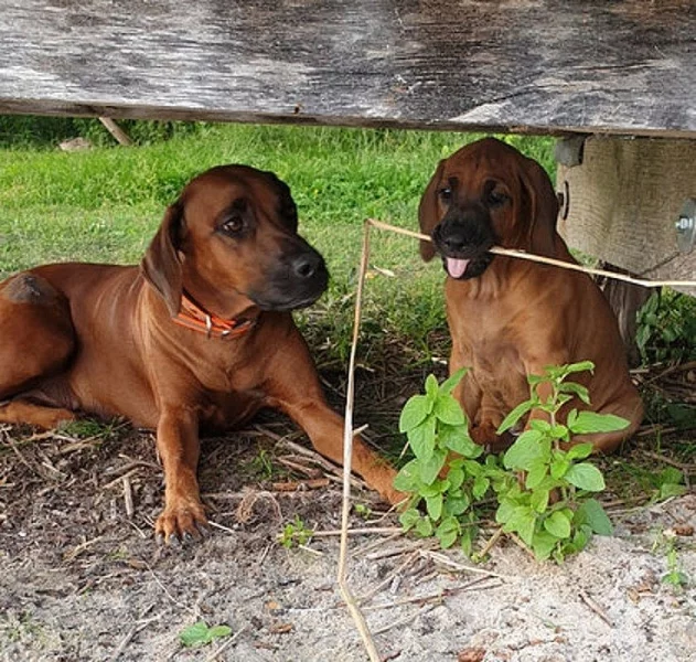 Rhodéský ridgeback štěňata s doklady
