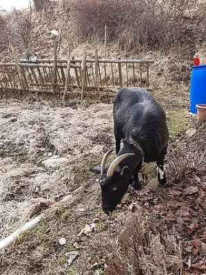 Kdo se ujme koz?