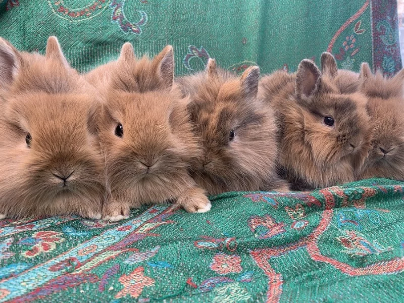 ZAKRSLÝ králíčci k odběru ❤️ samičky teddy gen k odběru