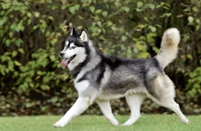 Koupím štěně Sibiřského Husky