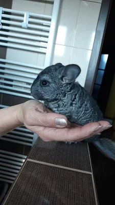 Mladá činčilka holka