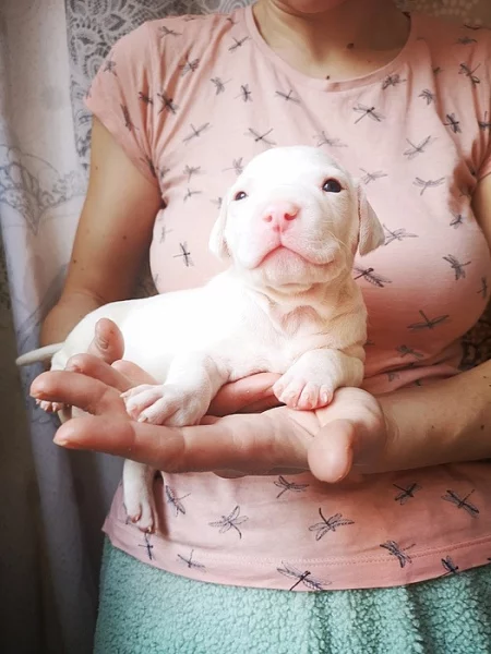 Štěně labrador x pitbull