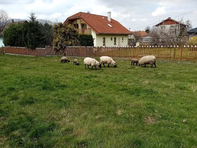 Prodám ovce a jehňata Suffolk