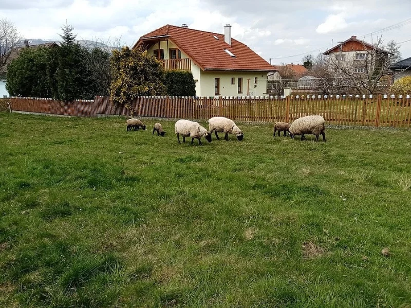 Prodám ovce a jehňata Suffolk