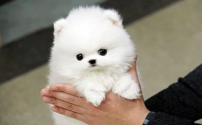 Drahocenný Pomeranian štěňata