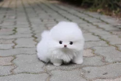 Drahocenný Pomeranian štěňata