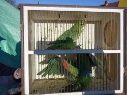 Papoušek červenokřídly