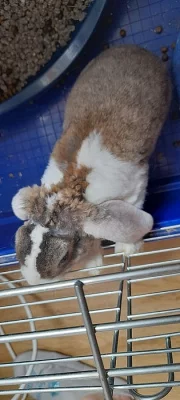 Zakrsly kraliček beranek s rex srsti