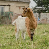 Kozlík a kozička