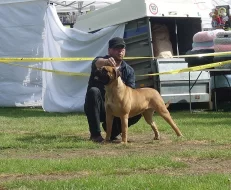 Bullmastiff, Bullmastif - pejsci