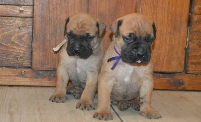 Bullmastiff, Bullmastif - pejsci