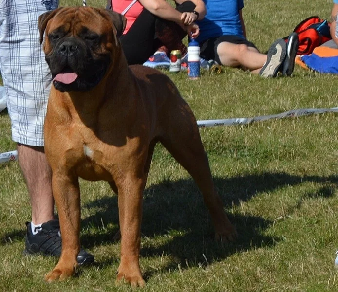 Bullmastiff, Bullmastif - pejsci