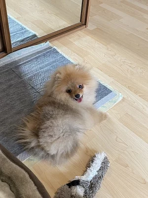 Pomeranian štěně s PP