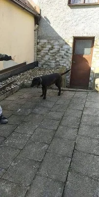 Labrador