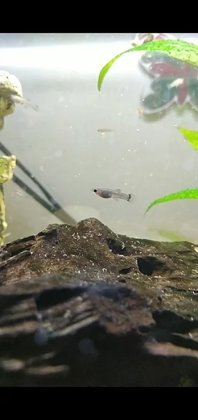 Živorodky z vlastního chovu