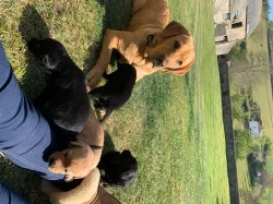 Krásná labradorská štěňata