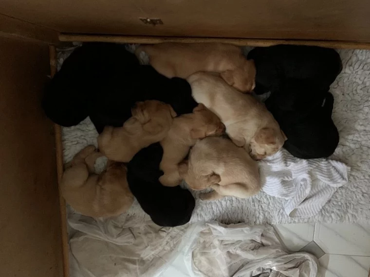 Krásná labradorská štěňata