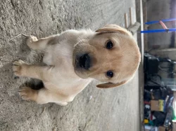 Krásná labradorská štěňata