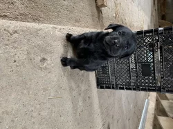 Krásná labradorská štěňata