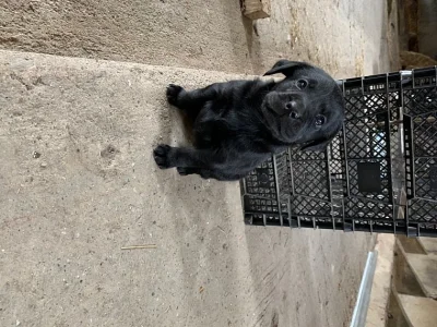 Krásná labradorská štěňata