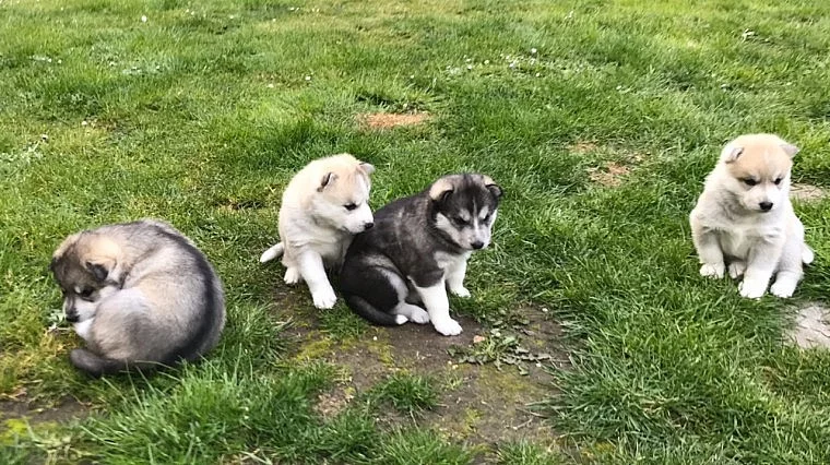 Krásná štěňata sibiřského husky na prodej