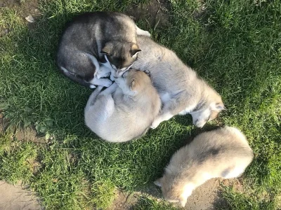 Krásná štěňata sibiřského husky na prodej