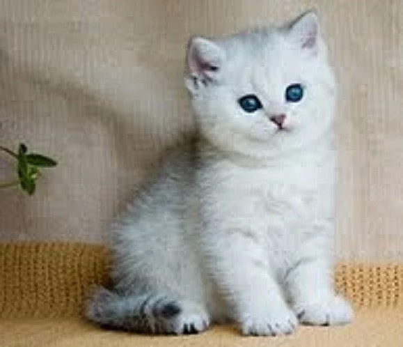 Britská krátkosrstá koťata na prodej