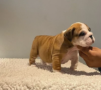 Kvalitní anglický buldok štěňata