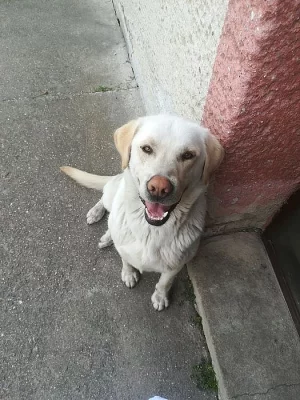Bílý labrador