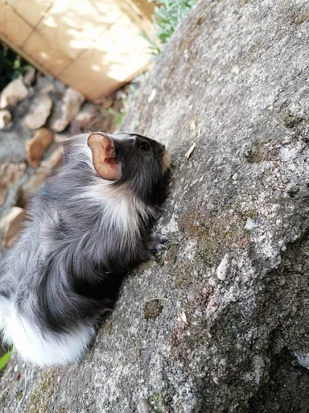 Daruji 3 slečny