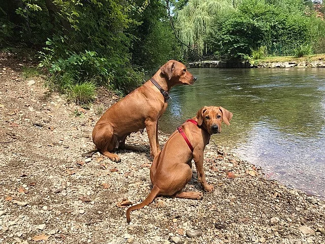 Rhodéský ridgeback štěňátka