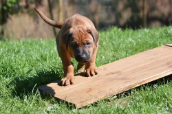 Rhodéský ridgeback štěňátka