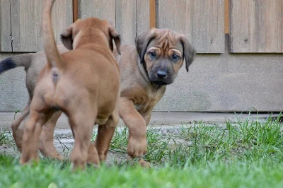 Rhodéský ridgeback štěňátka