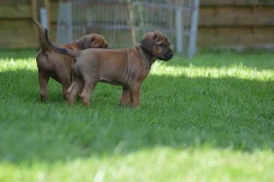 Rhodéský ridgeback štěňátka