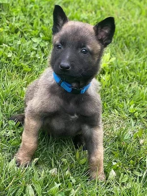 štěňátka belgického ovčáka Malinois