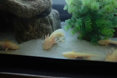Axolotl mexický, mláďata 5-10 cm