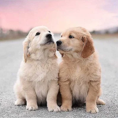 Zlatý retriever,štěňátka s PP
