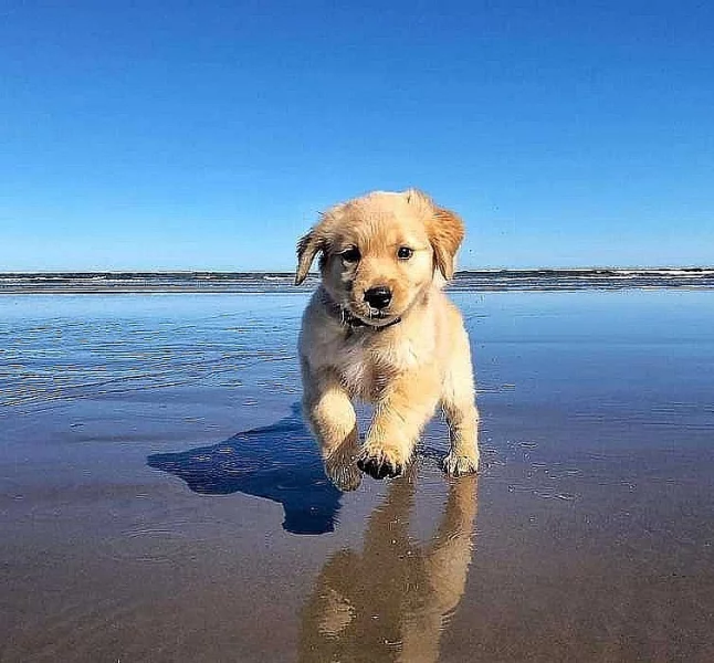 Zlatý retriever,štěňátka s PP