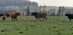 Prodám plemenného býka Highland Cattle vzác. zbarvení dun