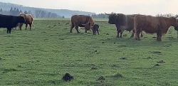 Prodám plemenného býka Highland Cattle vzác. zbarvení dun