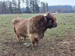 Prodám plemenného býka Highland Cattle vzác. zbarvení dun