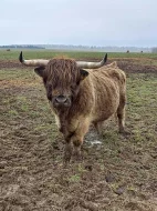 Prodám plemenného býka Highland Cattle vzác. zbarvení dun