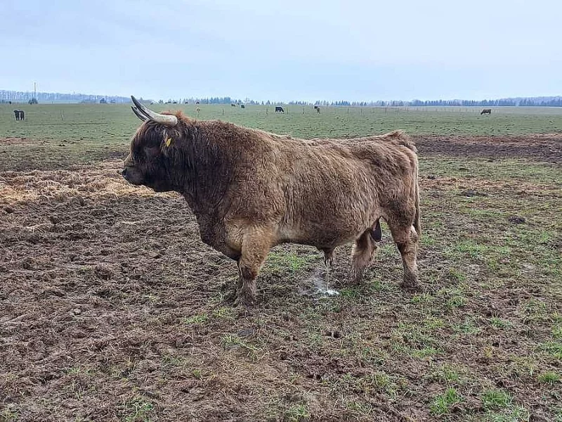 Prodám plemenného býka Highland Cattle vzác. zbarvení dun